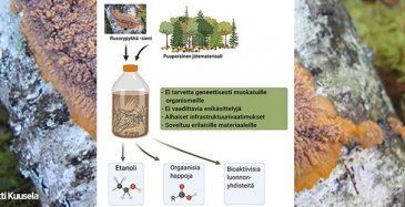 Rusorypykkä pystyy tuottamaan puu- ja paperijätteestä etanolia nykyisiä kaupallisia menetelmiä yksinkertaisemmin. 
