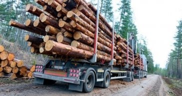 Metsäteollisuus ry muistuttaa, että toimialaluonteen vuoksi merkittäviltä osin sen tieliikennekuljetuksia ei voida siirtää muiden kuljetusmuotojen varaan.
