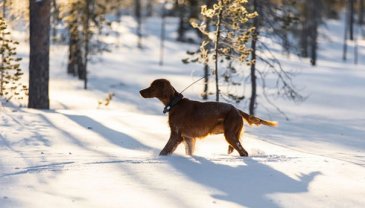 Open Air Groupin aiemmin ostama Tracker Oy ja Ultracom muodostavat yhdessä johtavan eurooppalaisen toimijan eläinten seurantaratkaisujen kehittämisessä.