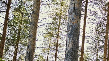 Ponsse aikoo lanseerata sähkökäyttöisen metsäkoneen