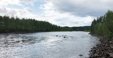 Pielisjoen lohikantaa elvytetään Kontiolahdella