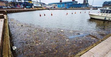 EU uudistaa laivojen jätehuoltodirektiiviä