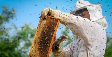 Tieto digitalisoi mehiläispesiä