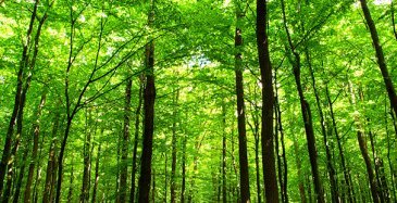 Metsäteollisuuden sivutuotteiden käyttö kasvaa vahdilla