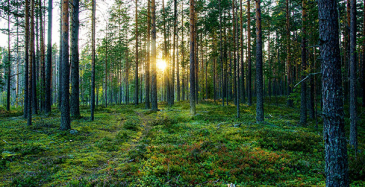 Suomi päivittää biotalousstrategian