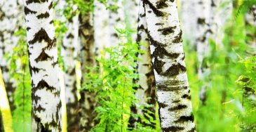 eniferBiolle Metsä360-tunnustuspalkinto