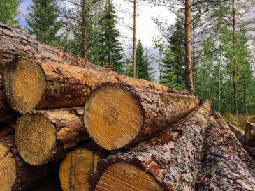 Metsäteollisuus:Laskentamenetelmien muutos selittää hiilinielun pudotuksen